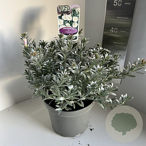 Convolvulus cneorum 30-40 cm 5,0L
