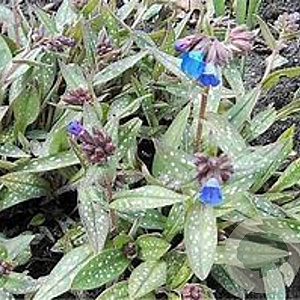Pulmonaria longifolia GM P9