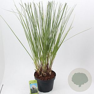 Cortaderia selloana 60-80 cm 12L