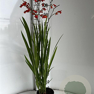 Crocosmia 'Emberglow' GM 2,0L
