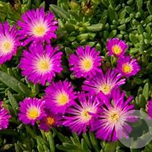 Delosperma lavesii GM P9