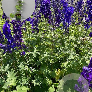 Delphinium (P) 'Black Knight' GM 2,0L