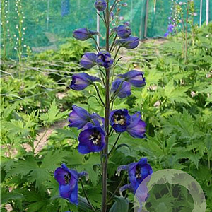 Delphinium (E) 'Delphi's Opaal' GM  P11