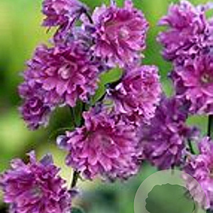 Delphinium 'Flamenco' GM  P11