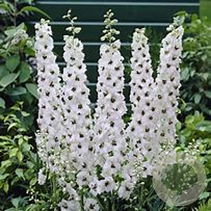 Delphinium (P) 'M F S B White Bee' GM P9