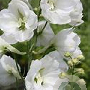 Delphinium (E) 'Moonbeam' GM  P11