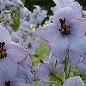 Delphinium 'Morgentau' GM  P11