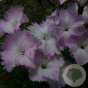 Dianthus 'Whatfield Wisp' GM P9