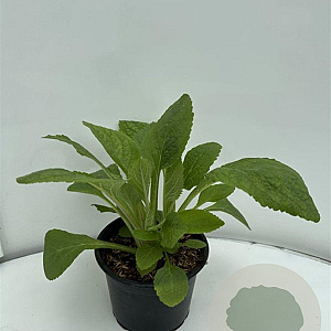 Digitalis purpurea GM 2,0L