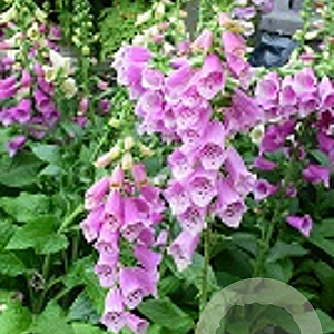 Digitalis purp. 'Dalmatian Rose' GM P9