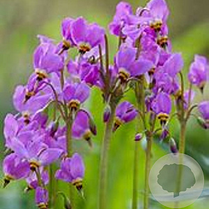 Dodecatheon meadia 'Aphrodite' GM P9