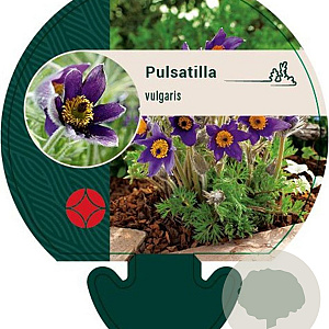 Pulsatilla vulgaris GM P9