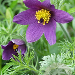 Pulsatilla vulgaris GM P9