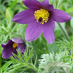 Pulsatilla vulgaris GM P9