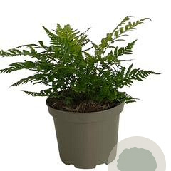 Dryopteris lepidopoda GM 2,0L