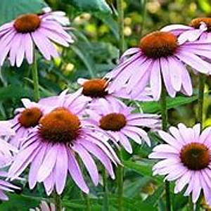 Echinacea angustifolia GM P9