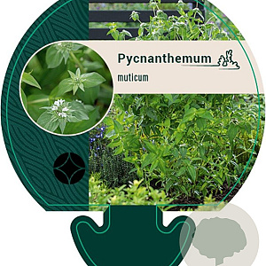 Pycnanthemum muticum GM P9