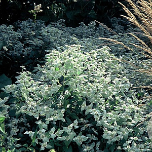 Pycnanthemum muticum GM P9