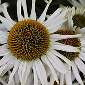 Echinacea 'Meditation White' GM P9
