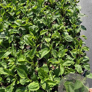 Echinacea purpurea GM 2,0L