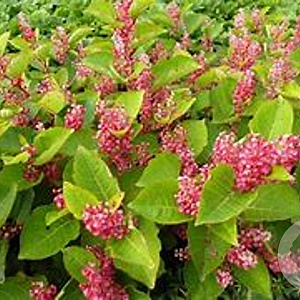 Fallopia japonica compacta GM P9