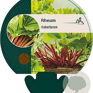 Rheum rhabarbarum GM P9