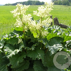 Rheum rhabarbarum GM P9