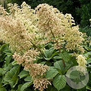 Rodgersia aesculifolia GM P9