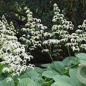 Rodgersia aesculifolia GM P9