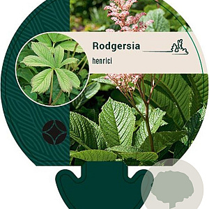 Rodgersia henrici GM P9