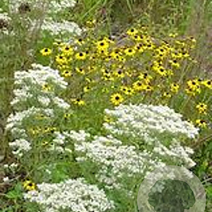 Eupatorium hyssopifolium GM P9