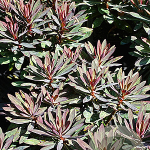 Euphorbia Blackbird GM P9