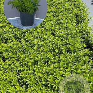 Galium odoratum GM 2,0L