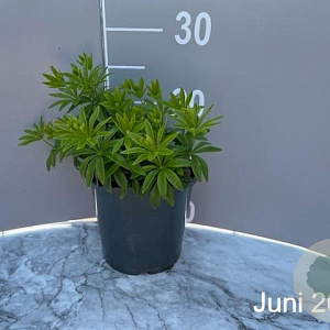 Galium odoratum GM 2,0L