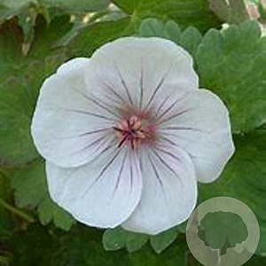 Geranium 'Coombland White' GM P9