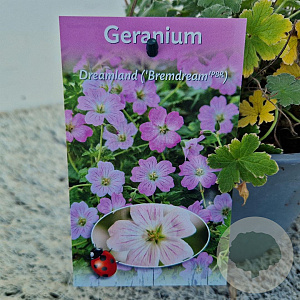 Geranium Dreamland 12-15 cm 2,5L
