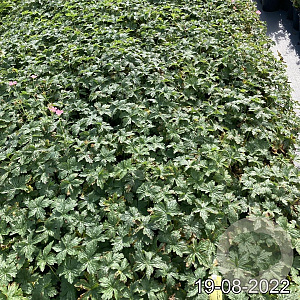 Geranium endressii 'Wargrave Pink' GM 2,0L