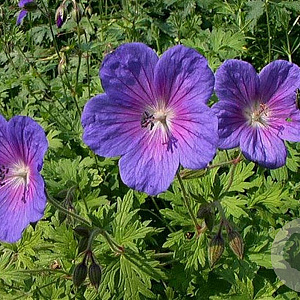 Geranium himalayense 'Vitello' GM P9