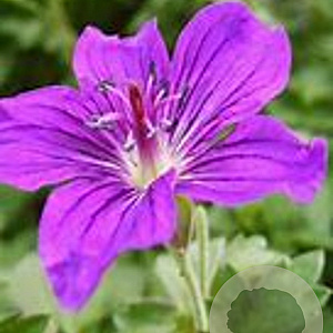 Geranium 'Lakwijk Star' GM P9