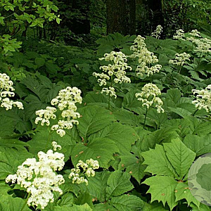 Rodgersia podophylla GM P9