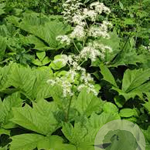 Rodgersia podophylla GM P9