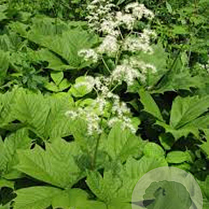Rodgersia podophylla GM P9