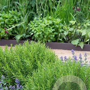 Rosmarinus officinalis GM P9