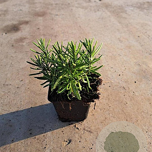 Rosmarinus officinalis GM P9