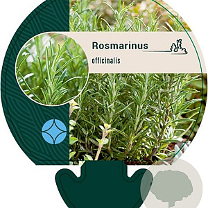 Rosmarinus officinalis GM P9