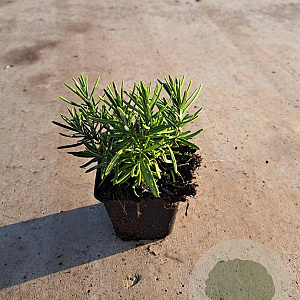 Rosmarinus officinalis GM P9