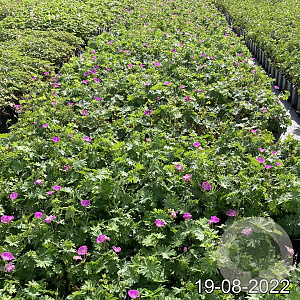 Geranium sanguineum GM 2,0L