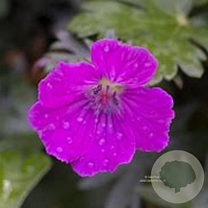 Geranium sang. 'John Elsley' GM P9