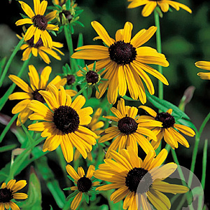 Rudbeckia fulgida deamii GM P9