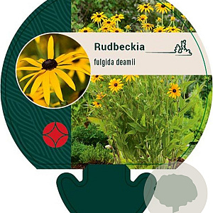 Rudbeckia fulgida deamii GM P9